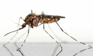 la-biotecnica-disinfestazioni-genova-zanzara-2